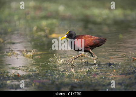 Northern Jacana Jacana spinosa adulto a bordo d'acqua a La Belen, Repubblica di Cuba in aprile. Foto Stock