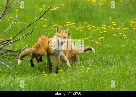 Una volpe rossa baby saltando su sua madre disinteressato in Jackson Hole, Il Parco Nazionale del Grand Teton, Wyoming. Foto Stock