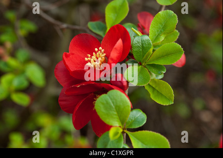 Dettaglio di un fiore rosso di giapponese fioritura mela cotogna (Chaenomeles japonica). Foto Stock