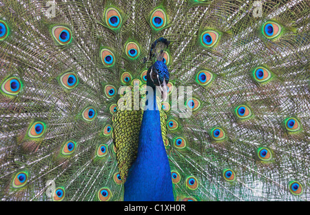 Indian Peafowl Pavo cristatus maschio di visualizzazione nel cortile a l'Avana, Repubblica di Cuba in aprile. Foto Stock
