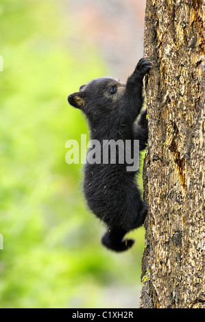 Black Bear (Ursus americanus). Parco Nazionale di Yellowstone, Wyoming negli Stati Uniti. La primavera del 2008. Un minuscolo Black Bear Cub furiosamente di arrampicata. Foto Stock