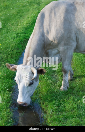 Mucca beve l'acqua da un ruscello Foto Stock