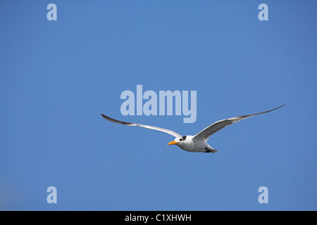 Royal Tern Thalasseus maximus in inverno piumaggio in volo a Guanahacabibes, Repubblica di Cuba a marzo. Foto Stock