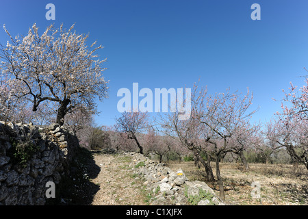 Mozarab Trail, una in stile moresco mulattiera ora utilizzato da escursionisti, vicino a Benimaurell, Vall de Laguart, Provincia di Alicante, Valencia, Spagna Foto Stock