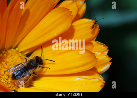Un grande e un piccolo bug seduta su un brillante arancio fiori di calendula Foto Stock