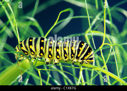 Nero a coda di rondine (CATERPILLAR PAPILIO POLITENI) alimentare il finocchio in Minnesota giardino; metà dell'estate. Foto Stock