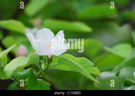 Primavera Bianco fiore di mela cotogna su sfondo verde (il fuoco selettivo sul gambo e pistilli) Foto Stock