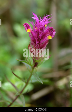 Campo Cow-grano, Melampyrum arvense, Orobanchaceae. Il Regno Unito e l'Europa. Foto Stock