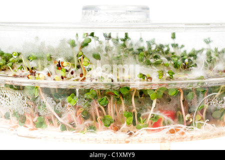 Close-up di un piccante di daikon germoglio di rafano Foto Stock