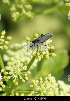 Maschio ST Marco Fly, Bibio marci, Bibionidae, Diptera. Foto Stock