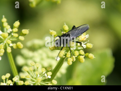 Maschio ST Marco Fly, Bibio marci, Bibionidae, Diptera. Foto Stock