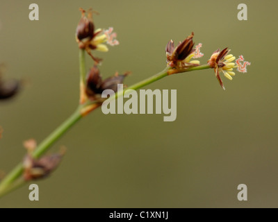 Raccordare Rush, juncus articulatus Foto Stock