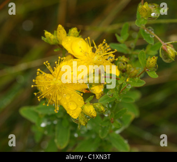 Perforare il St John's-wort, hypericum perforatum Foto Stock