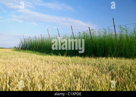 Il luppolo, piantagione di luppolo ,coltivazione, i campi, i raccolti, birra, piante, erbe, la coltivazione, la coltivazione di luppolo, il luppolo aumenta, cresciuto Foto Stock
