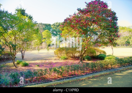 Inverno Foto di fiori nel giardino imperiale di Tokio Foto Stock