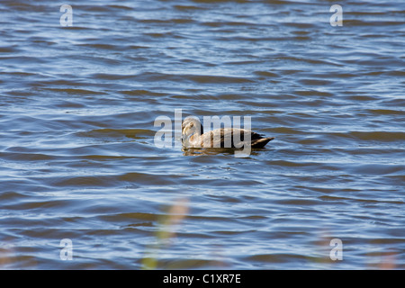 Pacific black duck (Anas superciliosa ) a dedicarmi Foto Stock