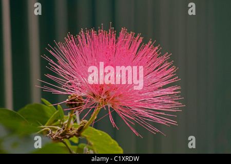 Polvere rossa Puff, Calliandra haematocephala di Pune, Maharashtra, India Foto Stock