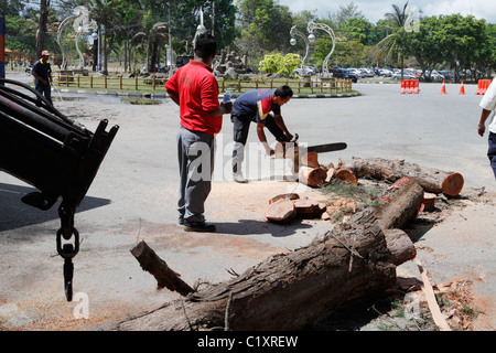 Il taglio di un albero - Malaysia. Foto Stock