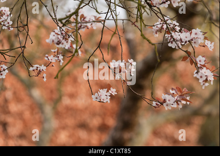 Blosom purpleleaf sandcherry in primavera Foto Stock