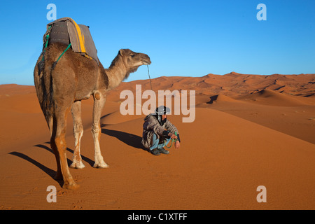 Camel Erg Chebbi dune del deserto del Sahara in Marocco Africa del Nord Marzo Foto Stock