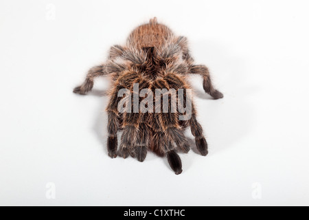 Rosa cilena Tarantola Grammostola rosea Foto Stock