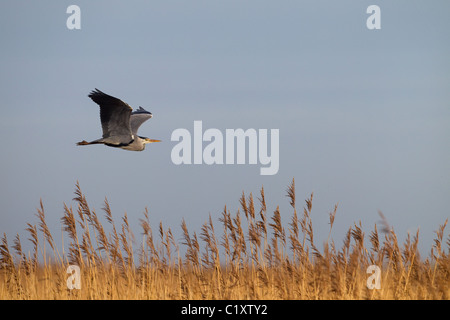 Airone cenerino Ardea cinerea in volo Foto Stock