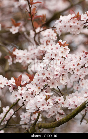 Blosom purpleleaf sandcherry in primavera Foto Stock