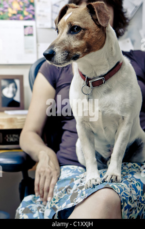 Un Jack Russell Terrier seduto su una donna di giro Foto Stock