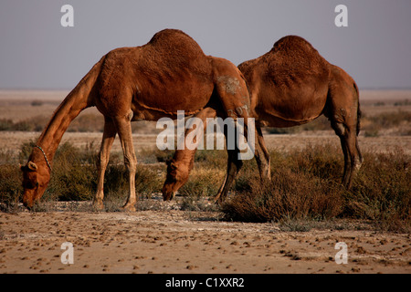 Due cammelli selvatici pascolare nel Rajasthan, India Foto Stock