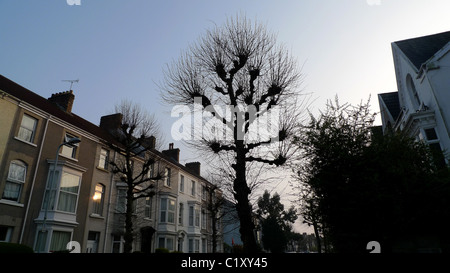 Pollarded tigli in inverno, Swansea, South wales, Regno Unito. Foto Stock