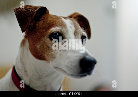 Chiudere l immagine di un Jack Russell Terrier la testa Foto Stock