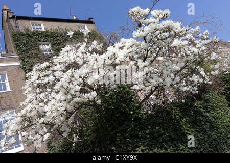 Alberi di magnolia in primavera fioriscono, raffigurato in St Leonard terrazza a Chelsea, Londra. Foto Stock