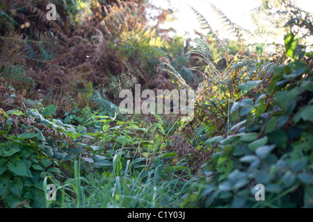 Spider Web sul sentiero in West Cornwall Foto Stock