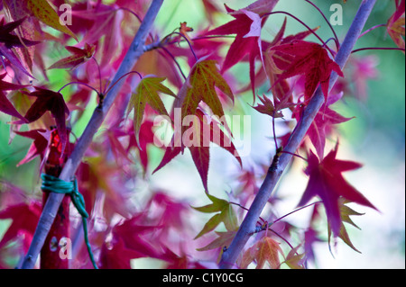 Immagine ravvicinata di Acer Palmatum atropurpureum lascia Foto Stock