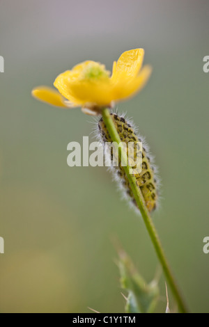 Sei Spot Burnett (Zygaena filipendulae) caterpillar nascondere sotto un ranuncolo, Wales, Regno Unito Foto Stock