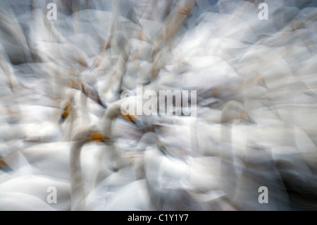 Impressione di whooper cigni caerlaverock Solway Firth Scozia Scotland Foto Stock