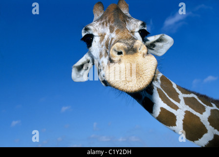 Un africano giraffa reticolata distese il suo lungo collo a guardare i visitatori a Busch Gardens, un animale & avventura parco a tema a Tampa, Florida, Stati Uniti d'America. Foto Stock