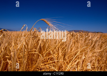 Un Dorato orecchio di grano si staglia contro il cielo estivo blu in un campo di grano vicino la Grande, Oregon, Stati Uniti d'America. Foto Stock