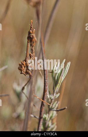 Giovani cono-testa (Mantide Empusa pennata) Foto Stock