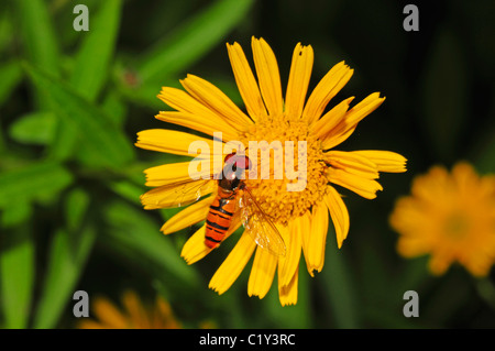 La marmellata di arance hoverfly su blossom / Episyrphus balteatus Foto Stock