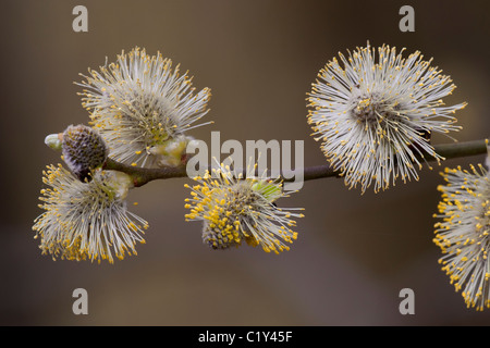 Salicone Salix caprea fiori maschili Foto Stock