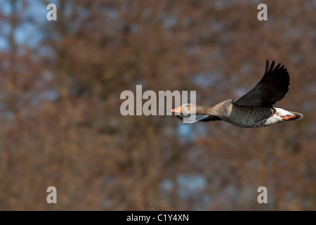 Oca Graylag - battenti / Anser anser Foto Stock