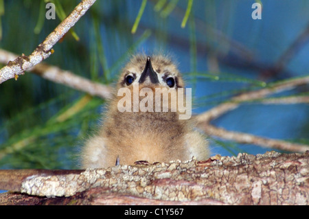 Chick Angelo Terna si siede su un ramo di albero. White Tern uccello o Holy Ghost bird (Gygis alba) Denis Island, Seicelle Foto Stock