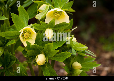 Helleborus x hybridus frassino ibridi di giardino in fiore Foto Stock