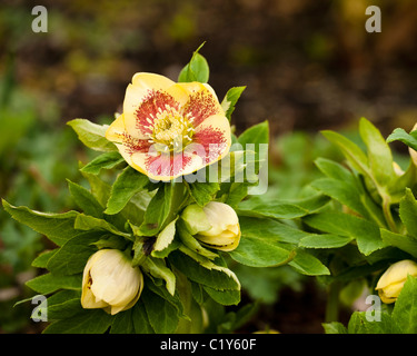 Helleborus x hybridus frassino ibridi di giardino in fiore Foto Stock