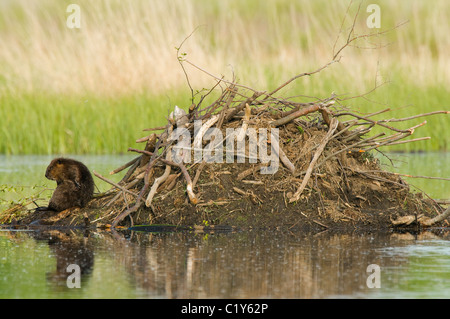 American Beaver Castor canadensis seduto sul bordo del lodge America del Nord Foto Stock
