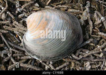 Islandese Cyprine a.k.a. Ocean Quahog Arctica islandica prese a Ainsdale, Merseyside, Regno Unito Foto Stock