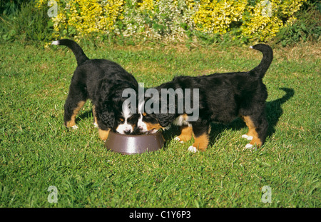 Bovaro del Bernese - due cuccioli - munching Foto Stock