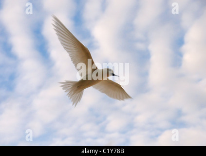 Angelo Tern vola contro lo sfondo di nuvole. White Tern uccello o Holy Ghost bird (Gygis alba) Denis Island, Seicelle Foto Stock