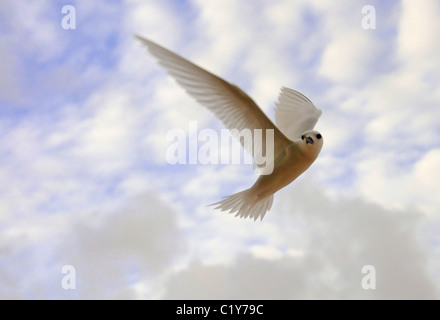 Angelo Tern vola contro lo sfondo di nuvole. White Tern uccello o Holy Ghost bird (Gygis alba) Denis Island, Seicelle Foto Stock